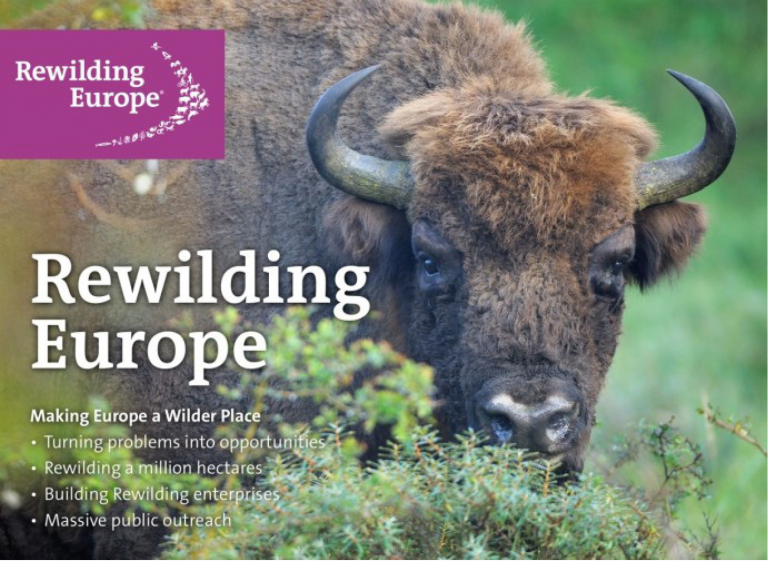 Rewilding Europe cherche à rendre l’Europe plus sauvage