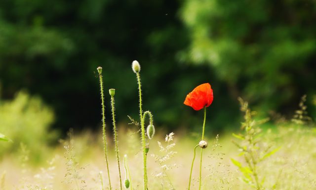 coquelicot