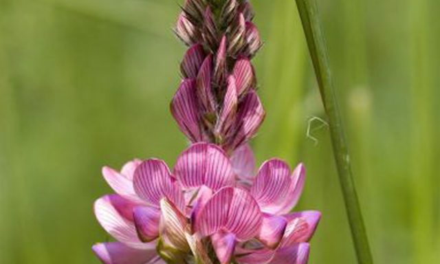 Fleur de sainfoin