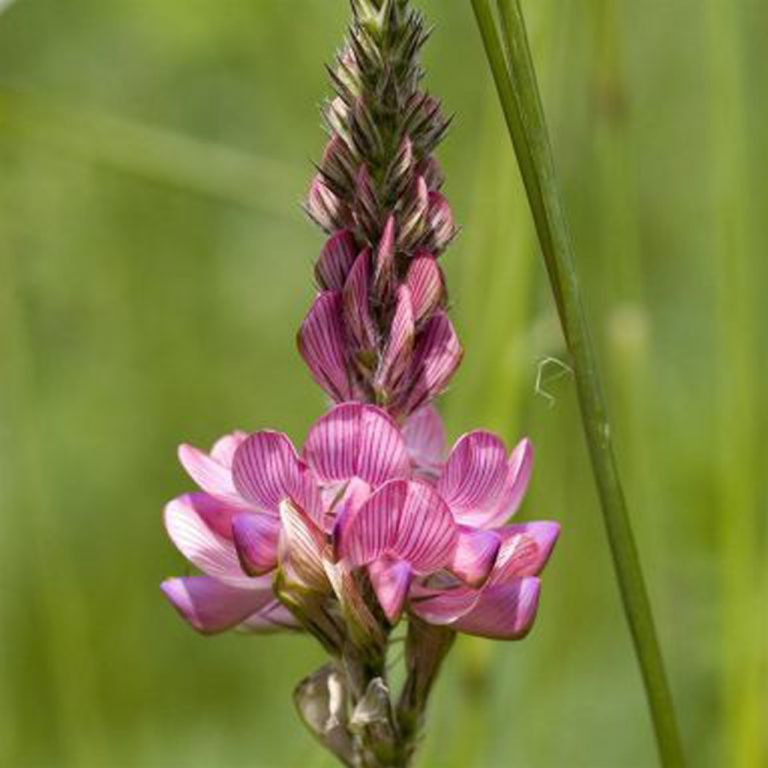 Fleur de sainfoin