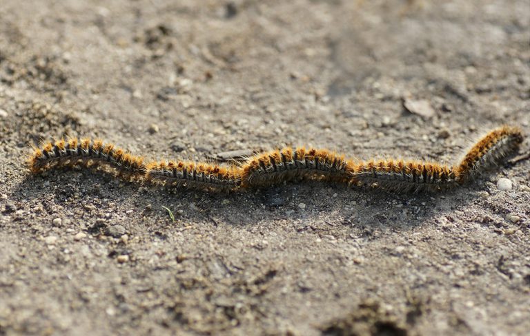 LUTTE CONTRE LA CHENILLE PROCESSIONNAIRE DU PIN