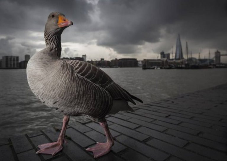 oie cendrée, photographiée par Lee Acaster copie