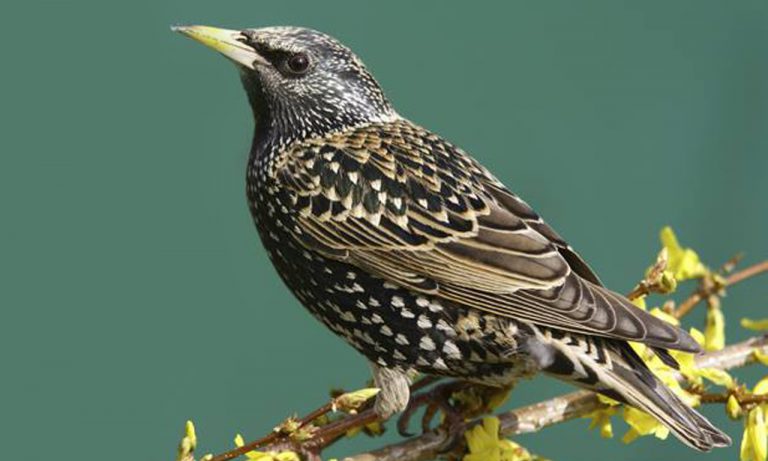 Les Oiseaux Dans Les Jardins En Hiver