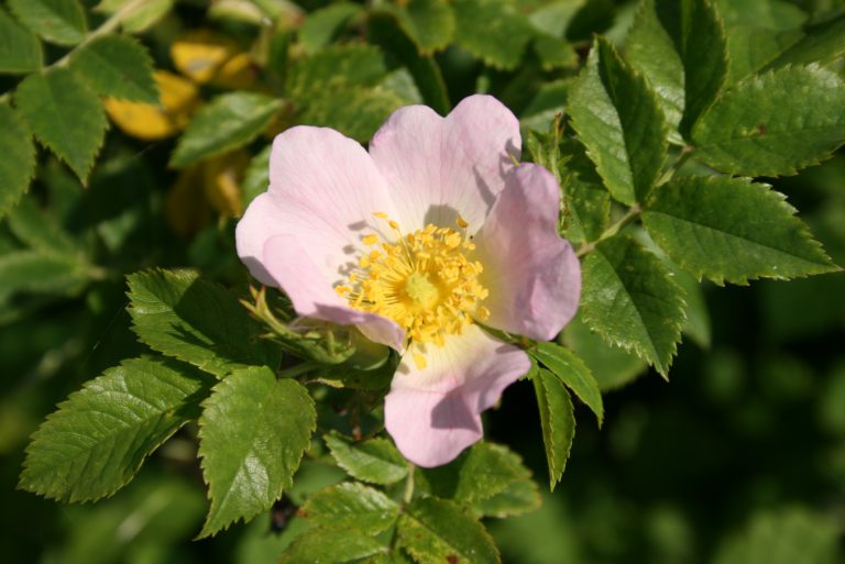 Rosa-canina-flower